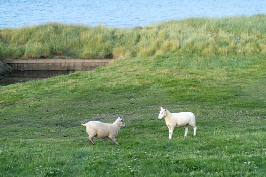 Two sheep frolic in a lush green meadow near a serene body of water during a sunny afternoon photo