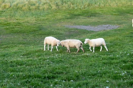 Three sheep grazing and interacting in a green pasture during late afternoon light photo