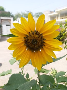 Vibrant Sunflower Leaf summer blossom photo