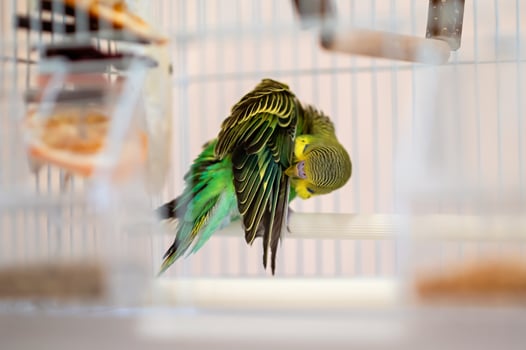 a green and yellow bird in a cage photo