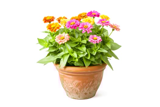 Zinnias in decorative terracotta pot on white background photo