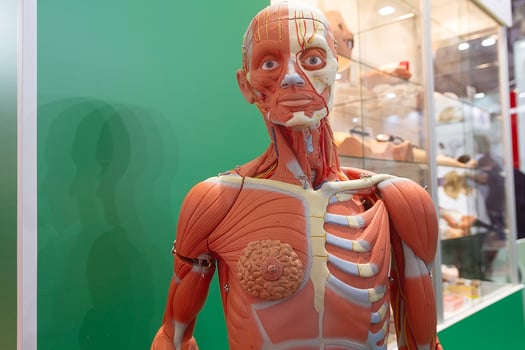 Human internal organs mannequin photo