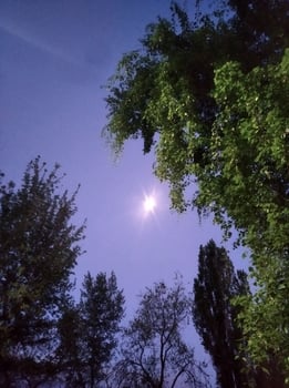 Bright moon in the night sky among the tree crowns photo