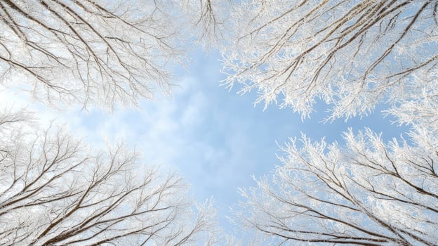 Frost covered tree branches frame serene winter sky, creating tranquil scene photo