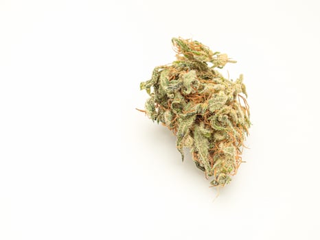 Dry cannabis buds flower on a white background photo