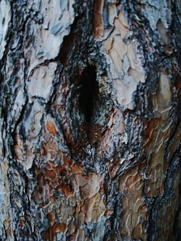 Natural background, lichens on a tree bark photo