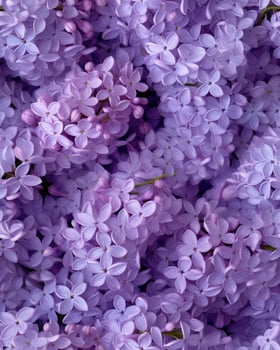 lilac seamless pattern. photo