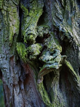 Mossy Texture of oak bark from the Quercus or oak tree as a background. Wooden tree texture. photo