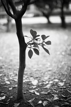 A tree branch with leaves photo