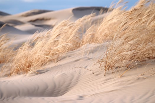 Sand dunes on the coast of the northern sea. photo
