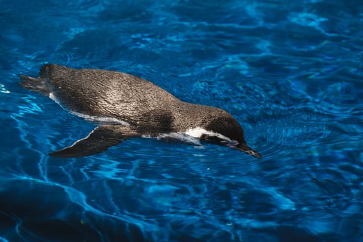 Cute Humboldt penguin swimming in pool photo