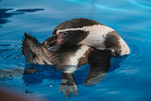 Cute penguin cleaning feathers in sea water photo