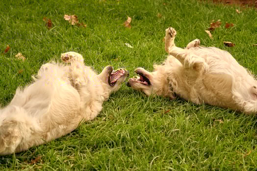 Playful dogs lying together on grass photo