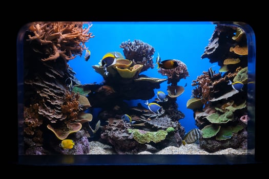Exotic fish and corals in aquarium photo