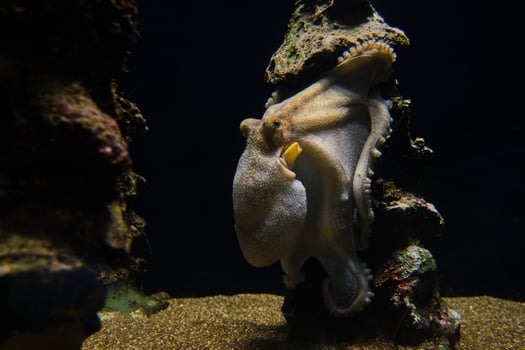 Octopus on stone in pure aquarium water photo