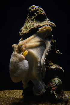 Octopus on rough stone underwater in oceanarium photo