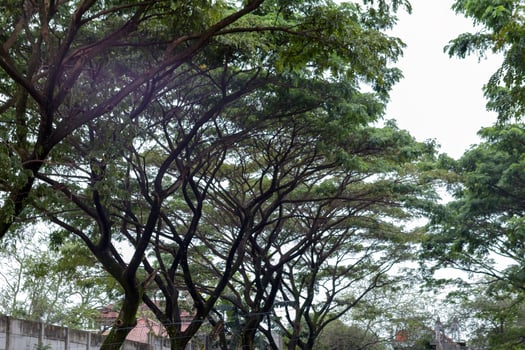 Majestic Tropical Trees with Green Canopy in Urban Environment photo