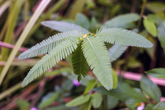 Sensitive Plant Green Leaves with Natural Soft Focus Background photo
