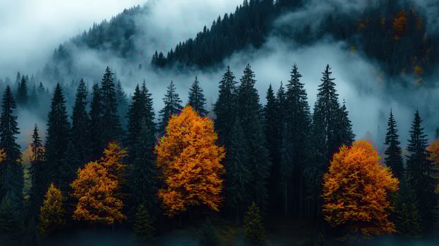 Enchanting Autumnal Forest Landscape Misty Mountain Evergreen Trees and Vibrant Orange Foliage photo