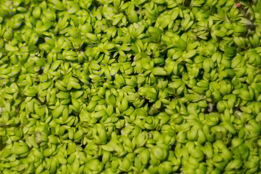 Green leaves background. microgreen watercress. healthy food concept photo
