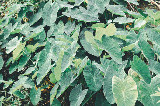 Lush Green Tropical Leaves in Natural Outdoor Setting for Design photo