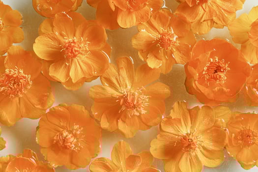 Spring summer seasonal styling, delicate small flowers peony yellow orange colored in water, floral background, nature design flat lay, natural blossoming blooms, creative top view photo