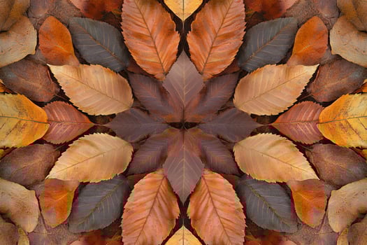 A symmetrical arrangement of autumn leaves in warm hues, forming a natural mandala pattern, perfect for seasonal and nature-themed designs. photo