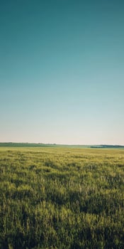 Vast Green Field Under a Clear Sky photo