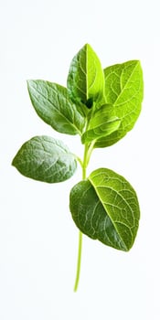 Closeup of Lush Green Leaves photo