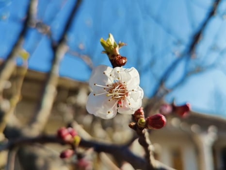 A white flower on a branch of a tree photo