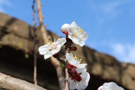 A close up of a white flower on a branch photo