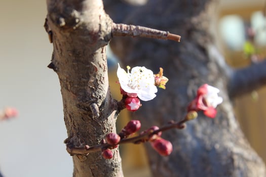 A branch with flowers on it photo