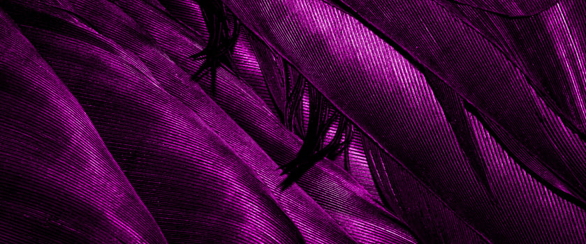 purple bird feathers with visible texture. background photo