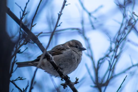 Sparrow perched on branch photo