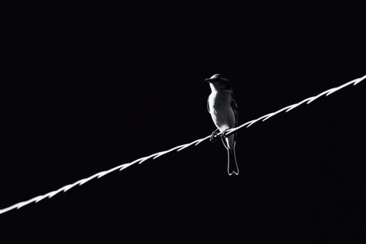 Black and white silhouette of a bird perched on a wire against a dark background at dusk photo