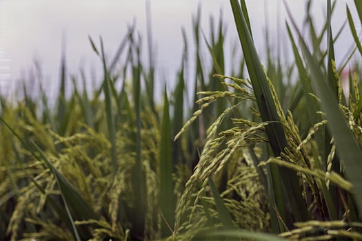 Close Up of Ripening Rice Grains in Green Paddy Field photo