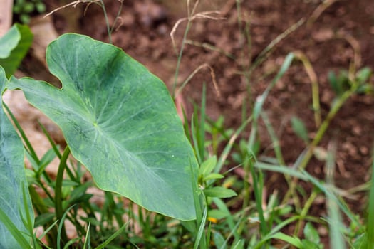 Close Up of Green Taro Leaf with Natural Background in Outdoor Environment photo
