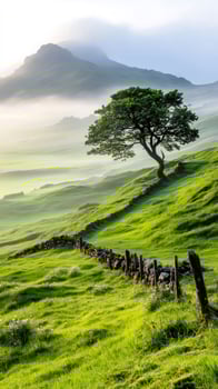 Lonely tree growing on a green hill with stone wall and fog covering the mountain photo
