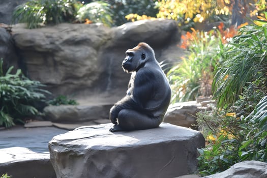 Western lowland gorilla sitting on a rock in a zoo, contemplating nature photo
