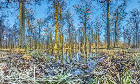 A serene forest pond reflecting the surrounding leafless trees in Moenchsbruch nature reserve 6 photo