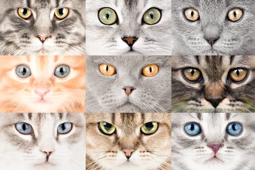 set of different cat eyes close up. photo