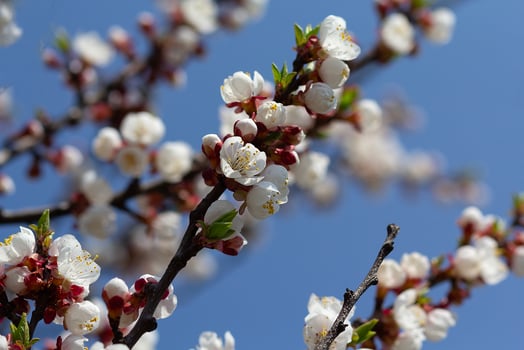 A branch of a flowering tree against the background of the sky. Nature photo