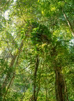A Jungle in Manuel Antonio National Park in Costa Rica photo