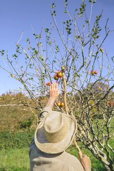 Senior man picking apples with a wood stick photo