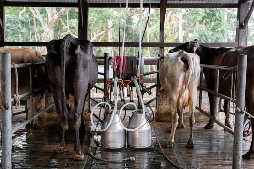 Two cows milking connected to dairy farm machines photo