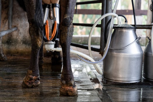 Cow milking with a dairy farm machine. Close up view photo