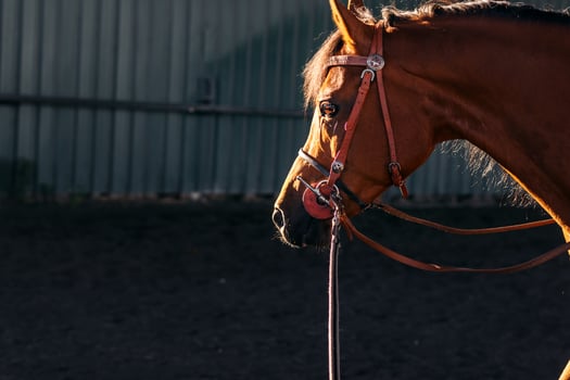 Close up of a brown horse in the stable photo