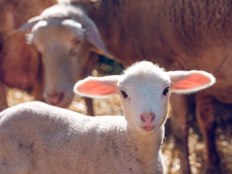 Little lamb near herd of sheep on farm photo