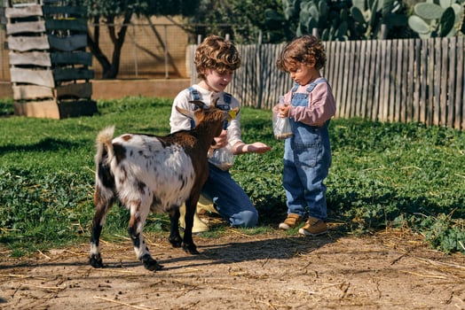 Positive children feeding goat in farmland photo
