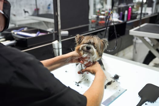 Unrecognizable master cutting fur of dog in grooming salon photo